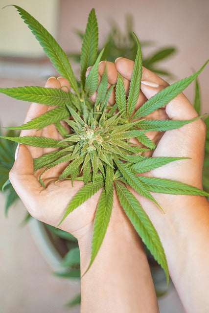 DNA Genetics beste Qualität für anspruchsvolle Grower