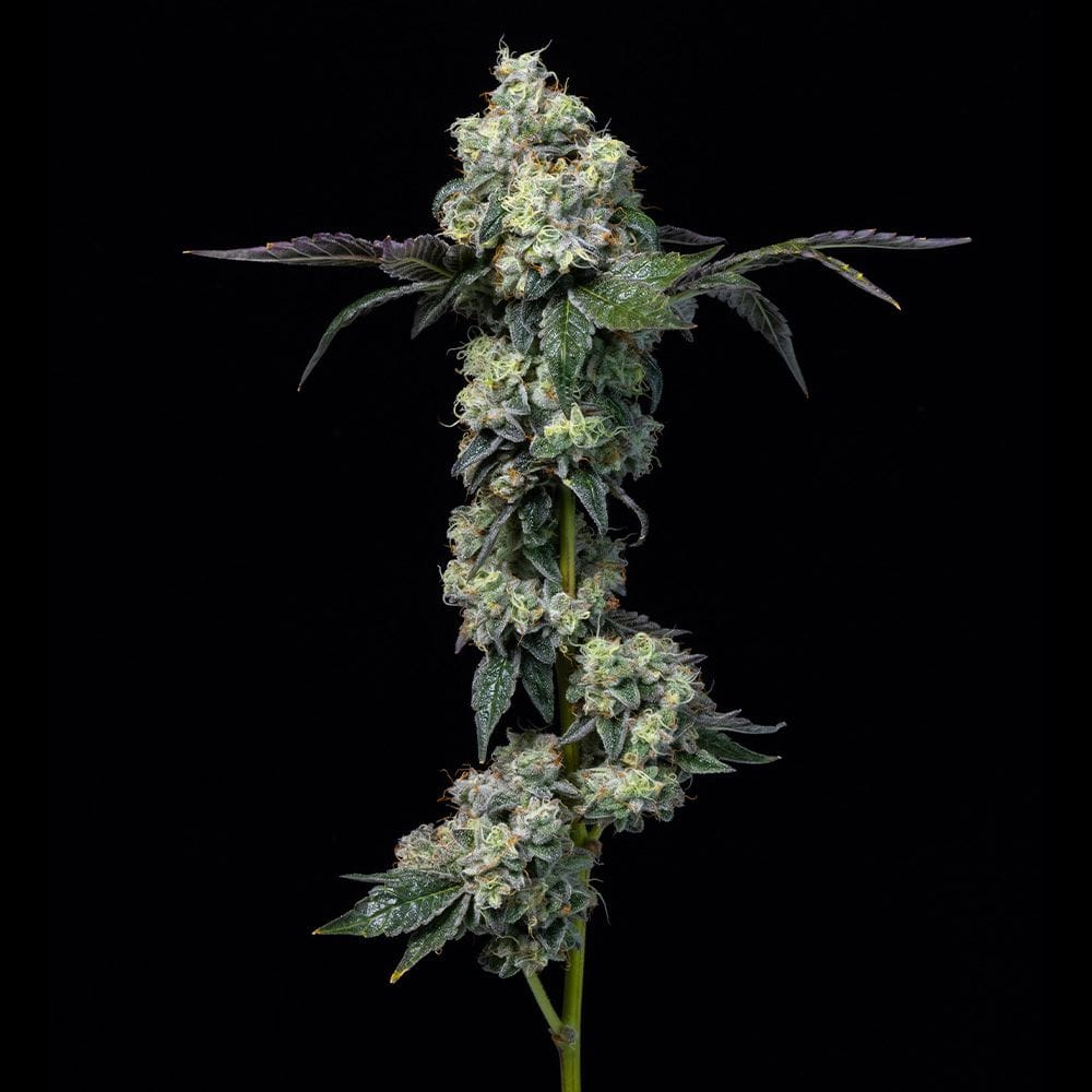 Cookies Elephant Trunk feminisierte Hanfsamen – Original Seed Pack