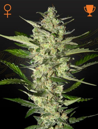 Flowerbomb Kush- Green House Seed company