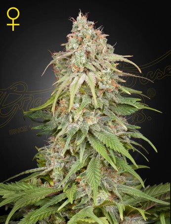 GH Amnesia- Green House Seed company