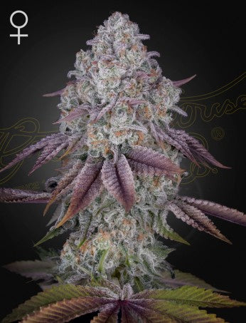 Persian Pie- Green House Seed Company