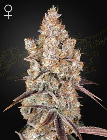 Holy Snow- Green House Seed Company