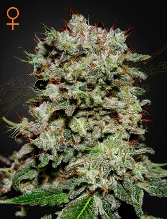Kalashnikova- Green House Seed Company