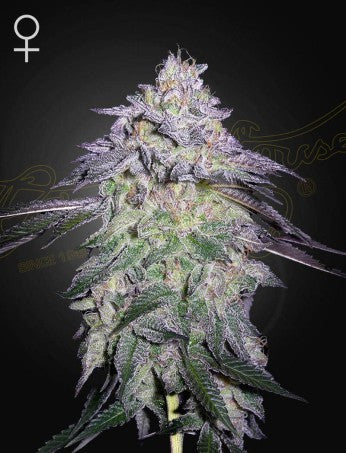 Nori Cake- Green House Seed Company