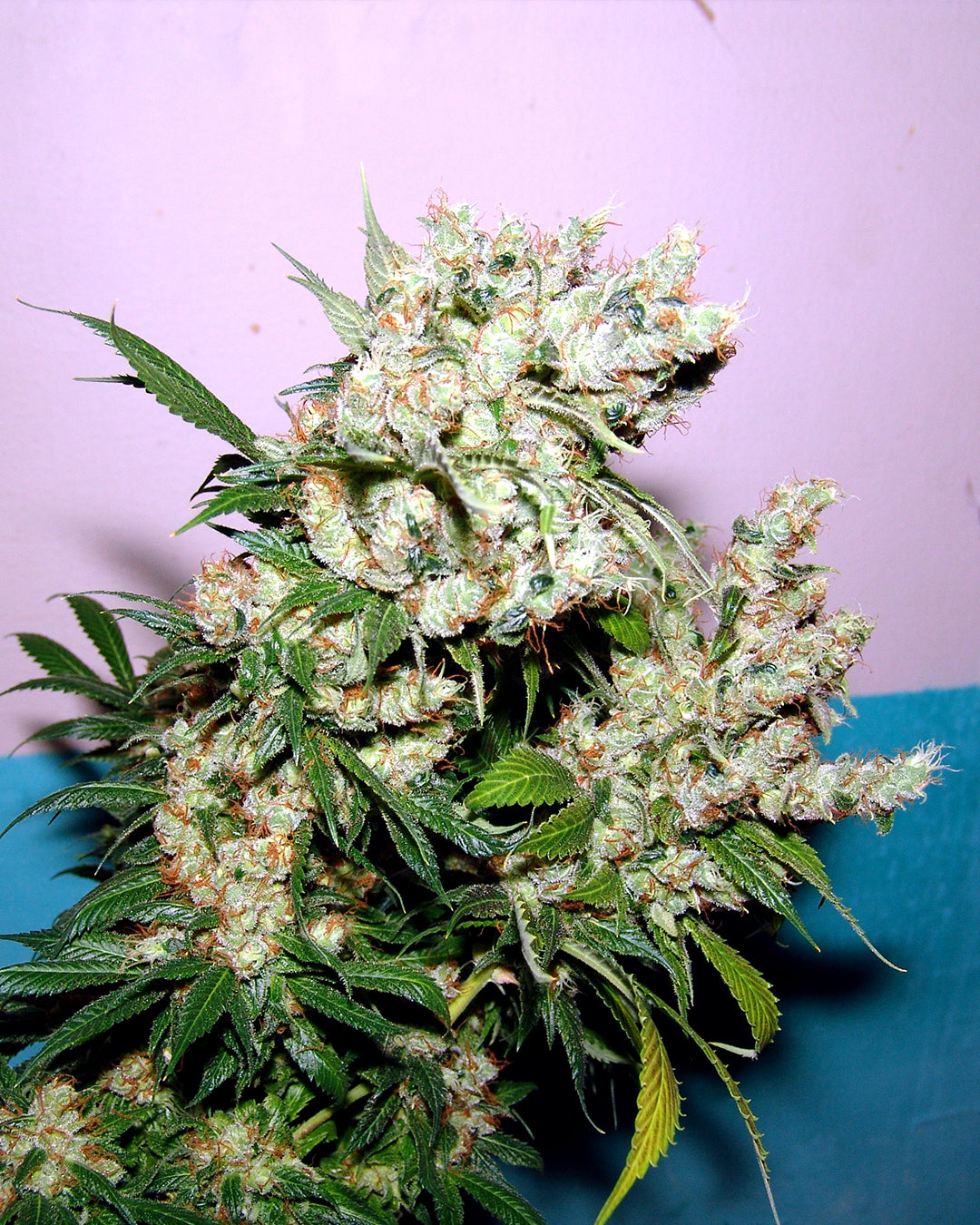 New York City Diesel