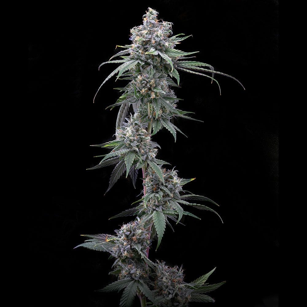 Cookies Pie Piss feminisierte Hanfsamen – Original Seed Pack