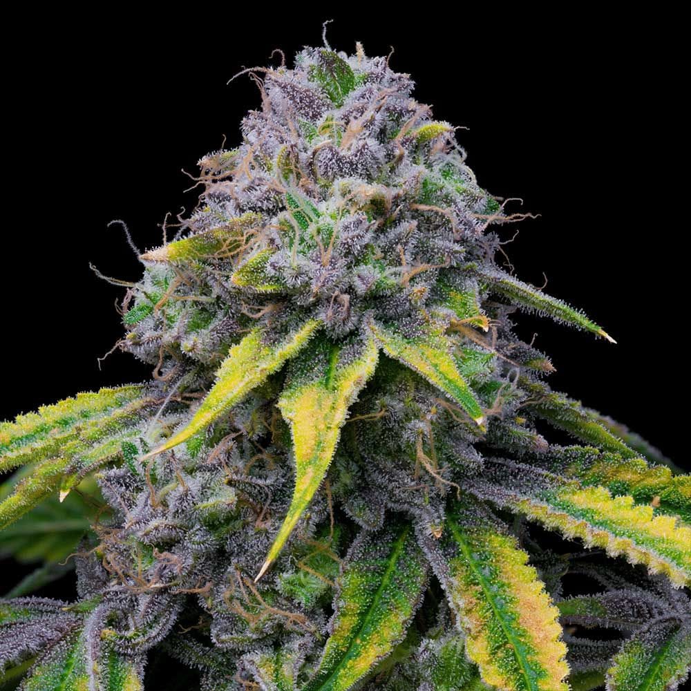 Cookies Sour Dubb x Hollywood feminisierte Hanfsamen – Original Seed Pack