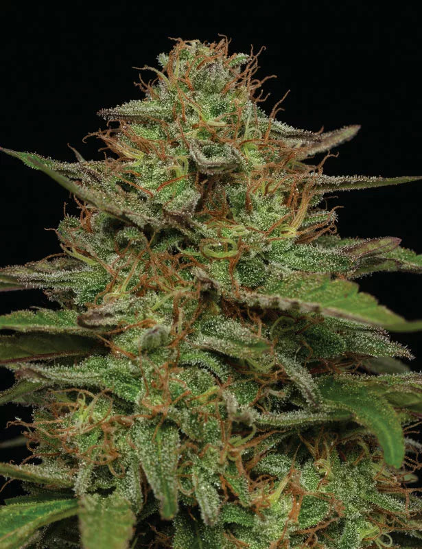 Strawberry Cheesecake