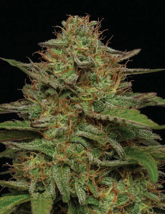 Strawberry Cheesecake