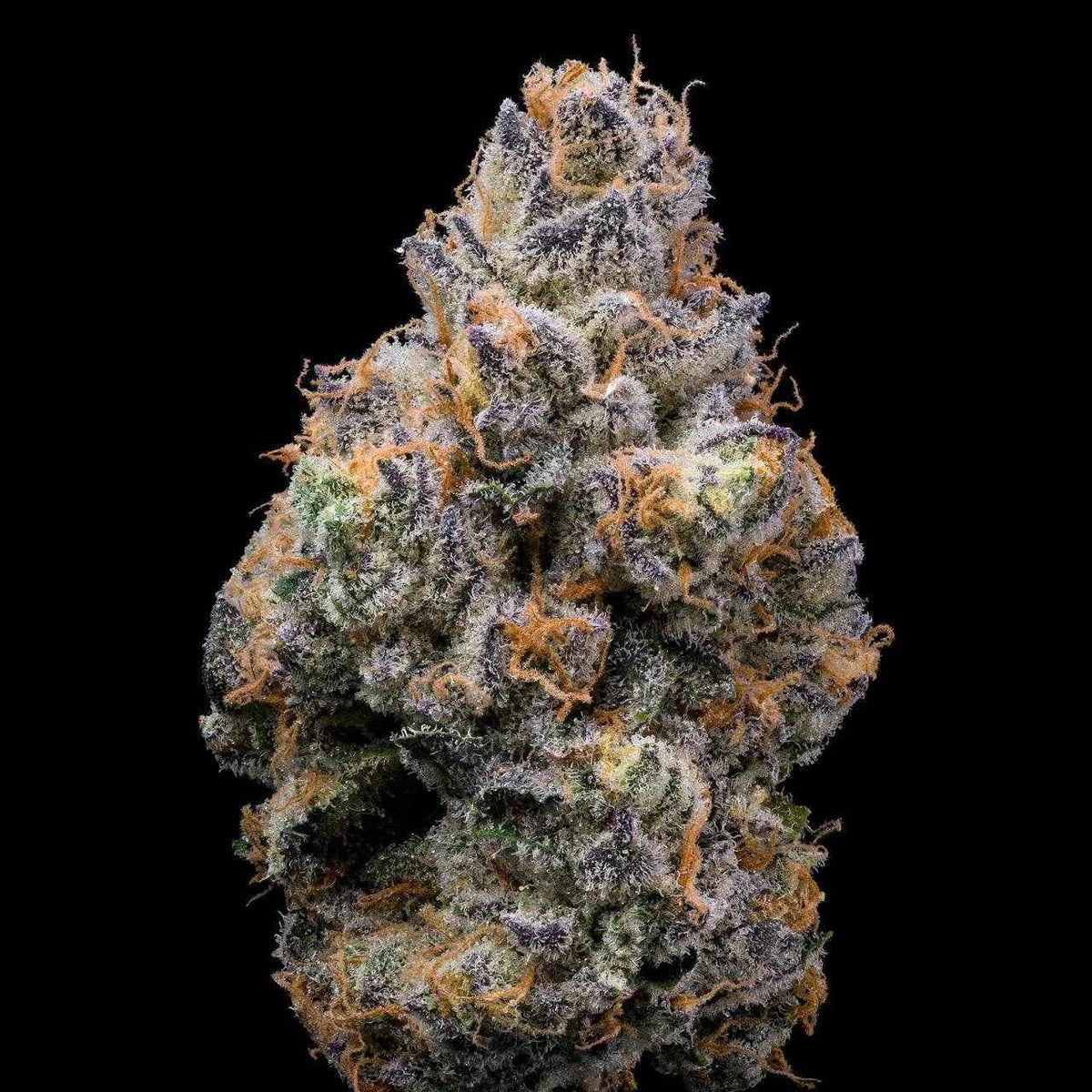 Lemonnade Tiger Paw feminisierte Hanfsamen – Original Seed Pack