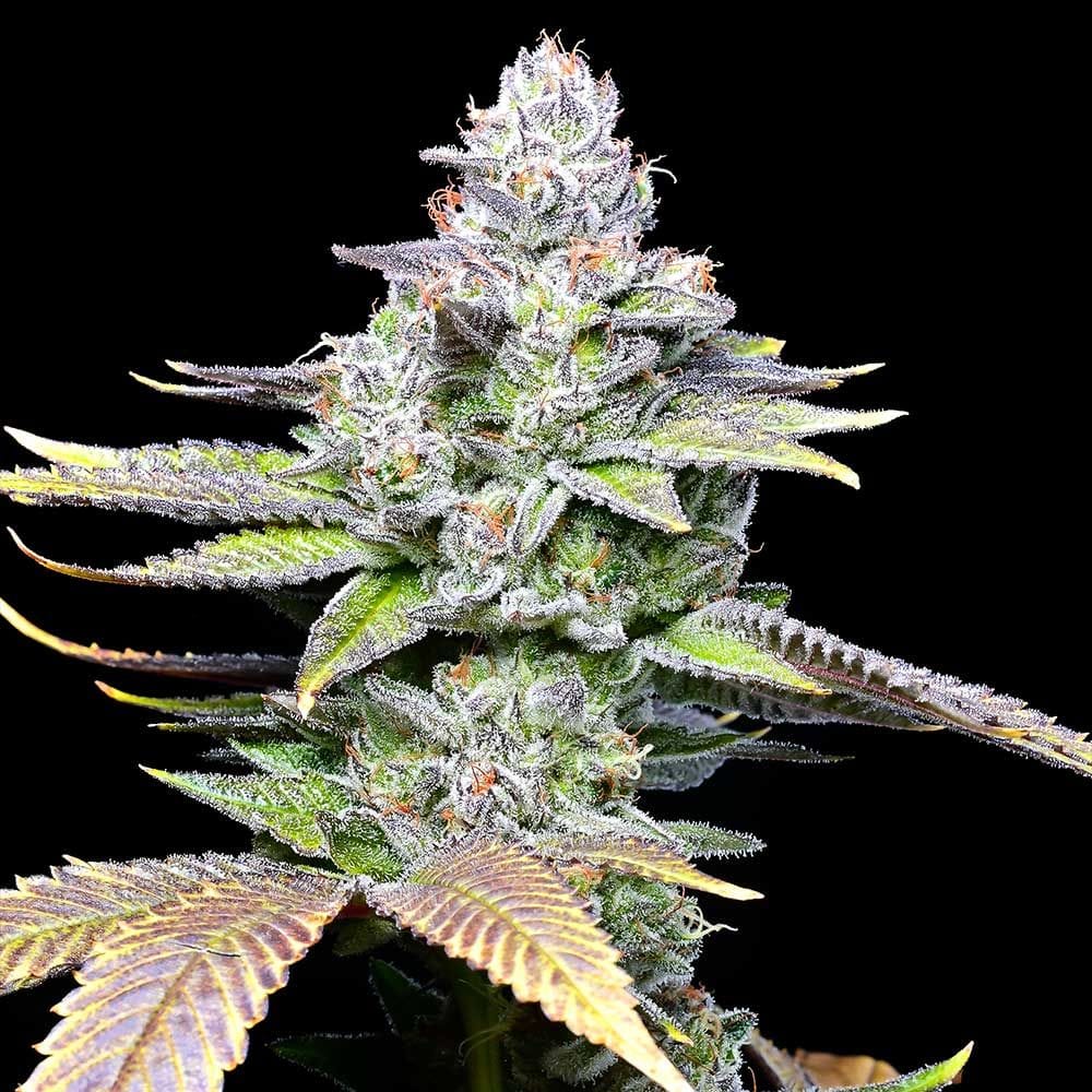 Cookies White Sherb feminisierte Hanfsamen – Original Seed Pack