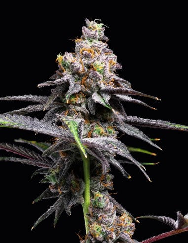 Cookies Animal Cake x Hollywood feminisierte Hanfsamen – Original Seed Pack