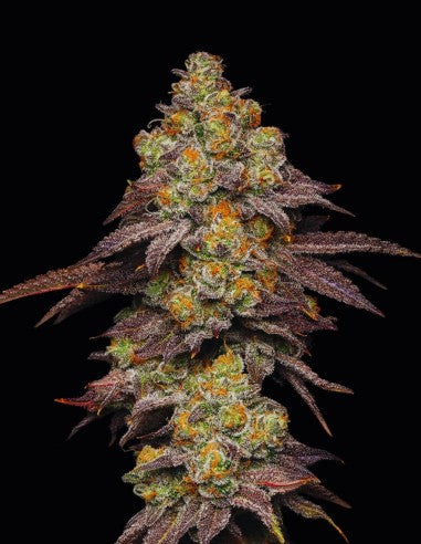 Cookies Big Z feminisierte Hanfsamen – Original Seed Pack