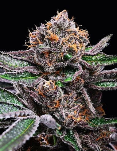 Cookies Candy Candy feminisierte Hanfsamen – Original Seed Pack