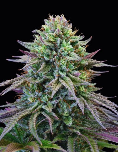 Cookies Cherry Cooks feminisierte Hanfsamen – Original Seed Pack