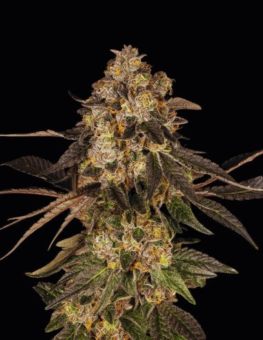 Cookies Cherry Fritter feminisierte Hanfsamen – Original Seed Pack