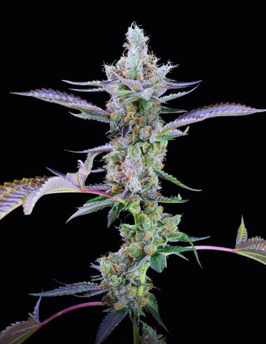 Cookies Dirty Money feminisierte Hanfsamen – Original Seed Pack