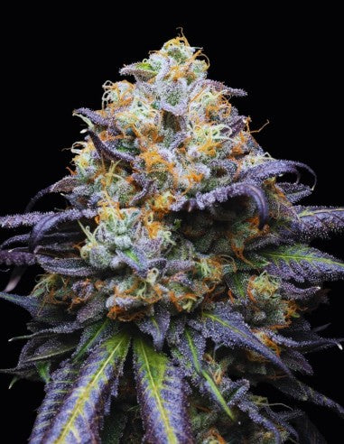 Cookies Double Sherb feminisierte Hanfsamen – Original Seed Pack