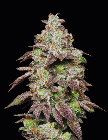 Cookies Fried Banana feminisierte Hanfsamen – Original Seed Pack