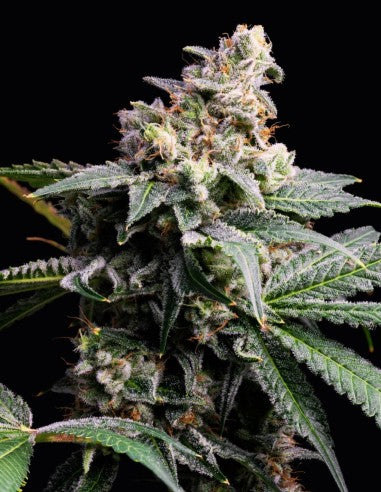 Cookies GMO x Hollywood feminisierte Hanfsamen – Original Seed Pack