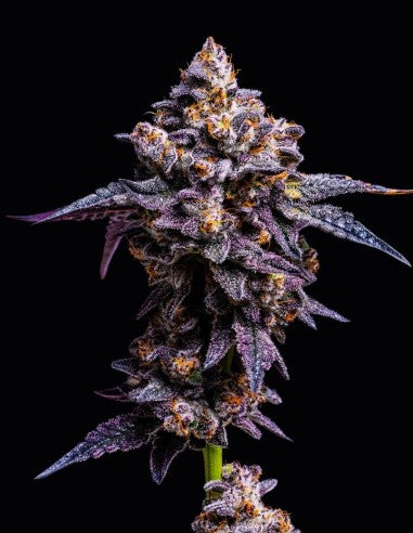 Cookies Hollywood feminisierte Hanfsamen – Original Seed Pack