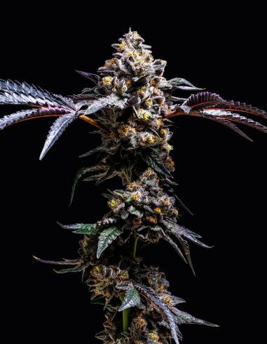 Cookies Lemon Cherry Pop feminisierte Hanfsamen – Original Seed Pack
