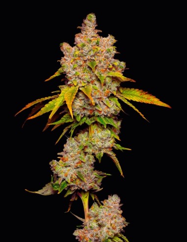 Cookies Lemon Cherry Sherb feminisierte Hanfsamen – Original Seed Pack