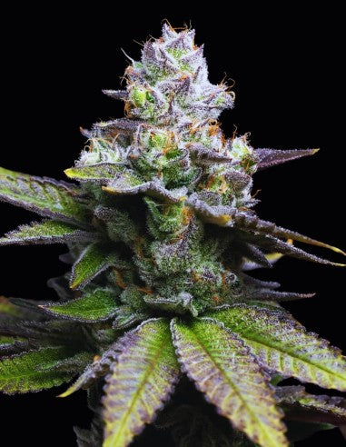 Cookies Melted Scoopz feminisierte Hanfsamen – Original Seed Pack