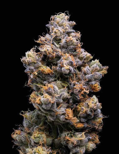 Lemonnade Miami Yayo feminisierte Hanfsamen – Original Seed Pack