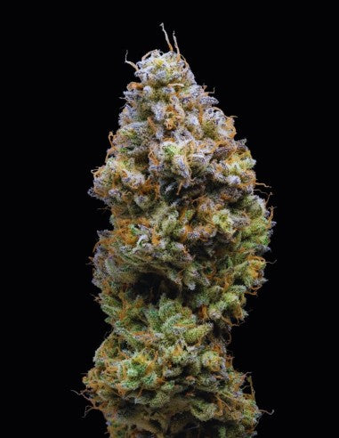 Lemonnade Miklo feminisierte Hanfsamen – Original Seed Pack
