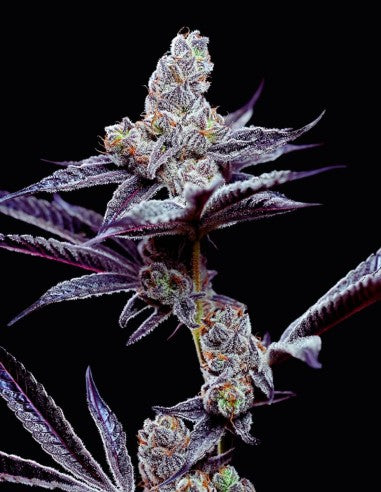Cookies Mind Fuck feminisierte Hanfsamen – Original Seed Pack