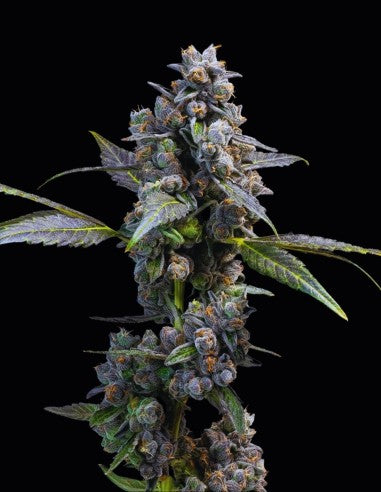Cookies Pink Passion Fruit feminisierte Hanfsamen – Original Seed Pack