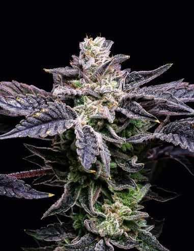 Cookies Pink Runtz x Hollywood feminisierte Hanfsamen – Original Seed Pack