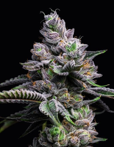 Cookies RS11 x Hollywood feminisierte Hanfsamen – Original Seed Pack