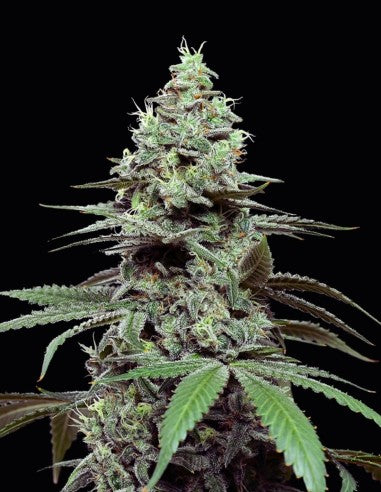 Cookies Sunset Pie feminisierte Hanfsamen – Original Seed Pack
