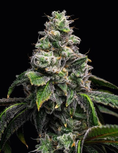 Cookies UK Cheese x Hollywood feminisierte Hanfsamen – Original Seed Pack