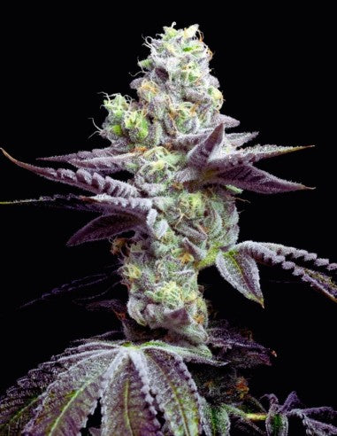 Cookies Wet Wet feminisierte Hanfsamen – Original Seed Pack