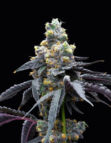 Cookies White Runtz x Hollywood feminisierte Hanfsamen – Original Seed Pack
