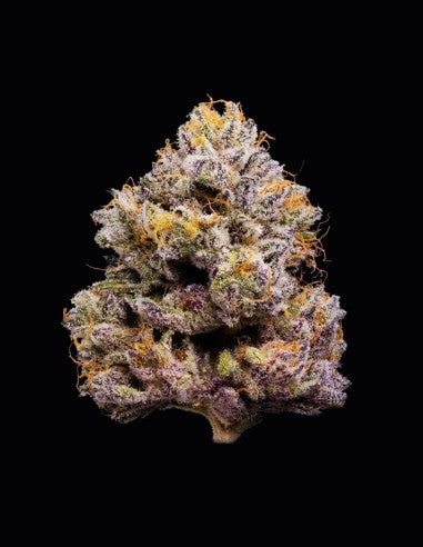 Lemonnade ZZ4 feminisierte Hanfsamen – Original Seed Pack