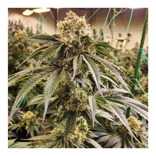 Dirty Banana  GEN1 - Ethos feminisiert 5er Pack