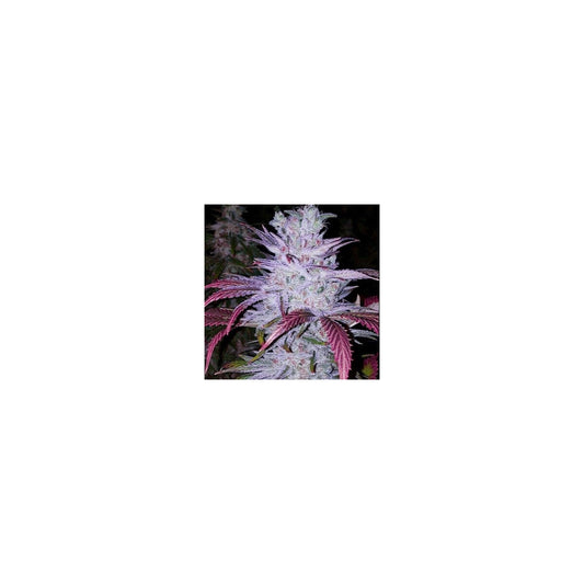 Early Lemon Berry RBX - Ethos feminisiert 5er Pack