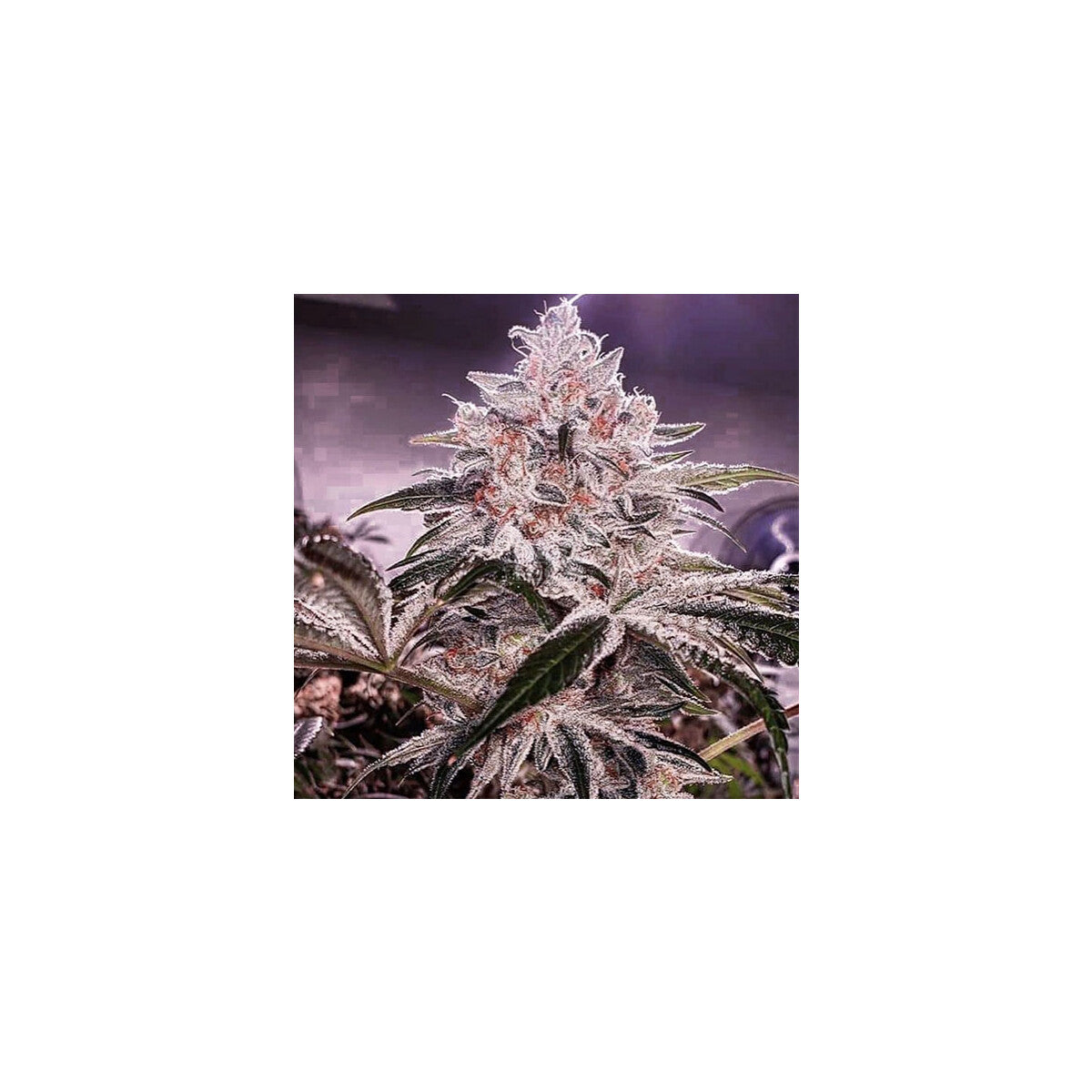 Apex R1 - Ethos feminisiert 5er Pack