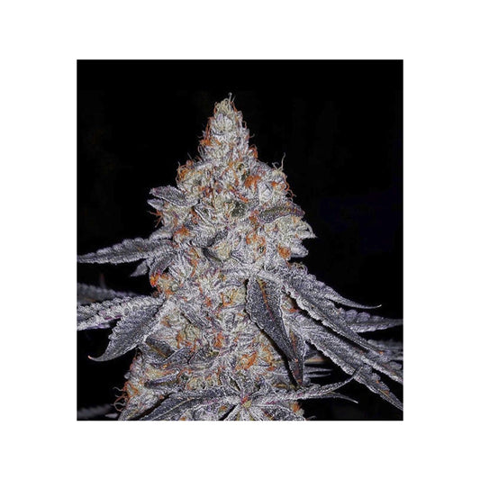 Banana Daddy R1 - Ethos feminisiert 5er Pack