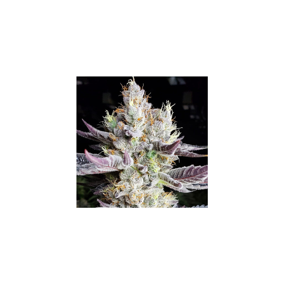 BooBerry Cookies RBX - Ethos feminisiert 5er Pack