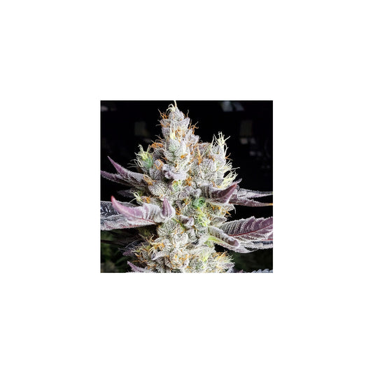 BooBerry Cookies RBX - Ethos feminisiert 5er Pack