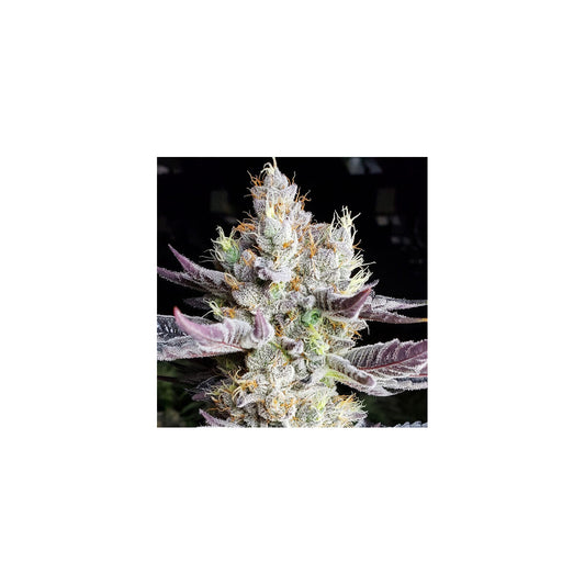 BooBerry Cookies RBX - Ethos feminisiert 5er Pack