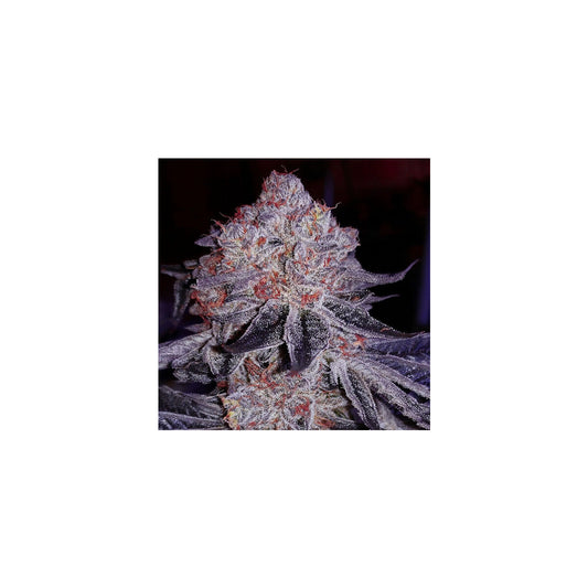 Cherry Gar-See-Ya R1 - Ethos feminisiert 5er Pack