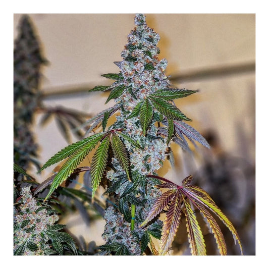 Cherry Pie OG S1 - Ethos feminisiert 5er Pack