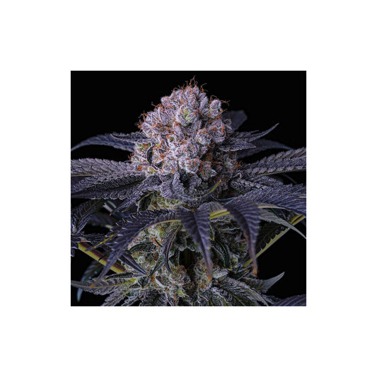 Grape Balls of Fire RBX - Ethos feminisiert 5er Pack