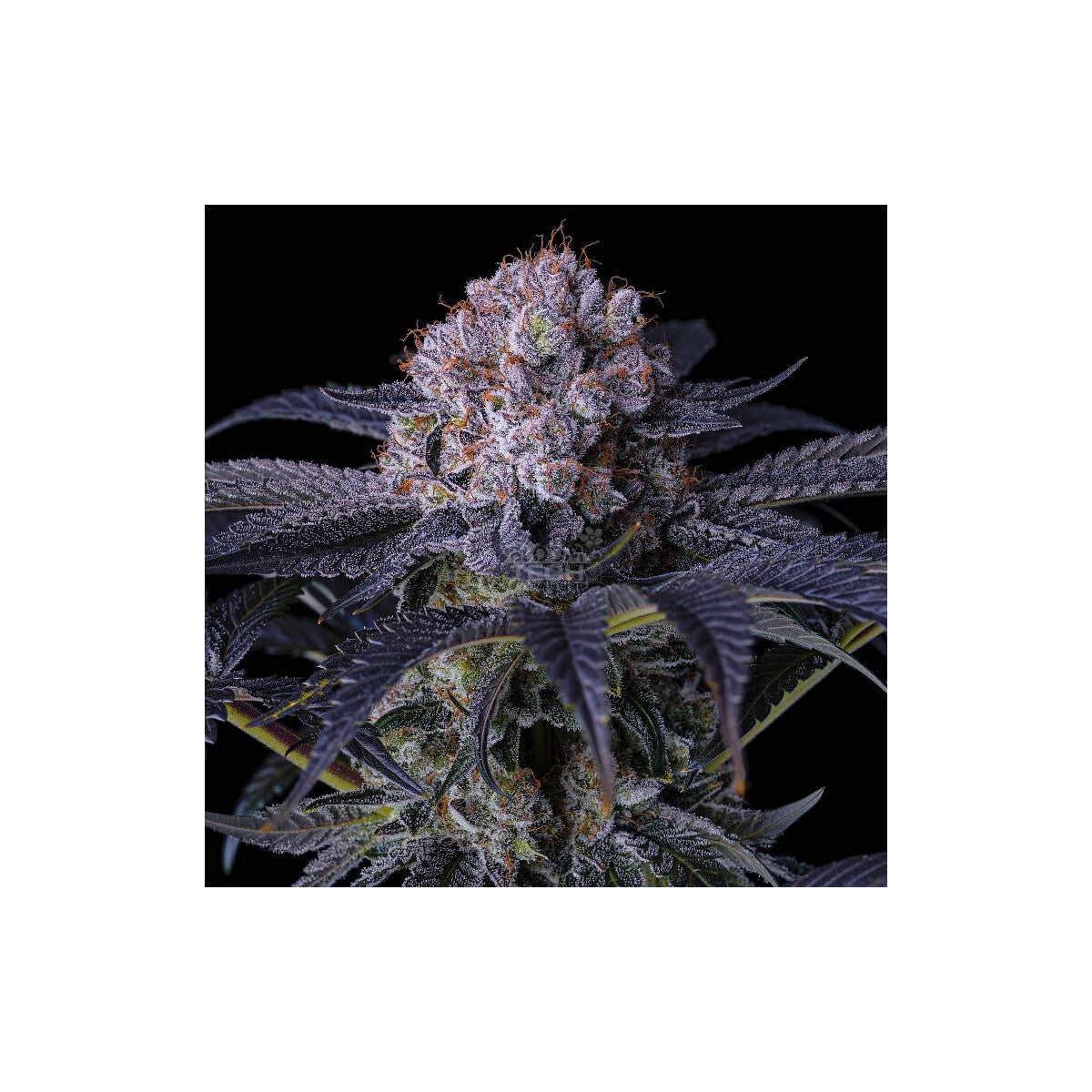 Grape Balls of Fire RBX - Ethos feminisiert 5er Pack